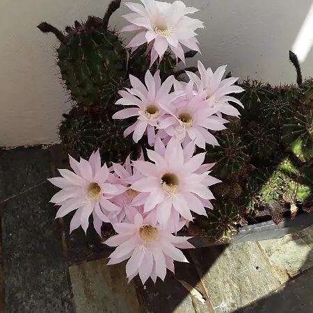 The House In The Port * Korissia (Kea)